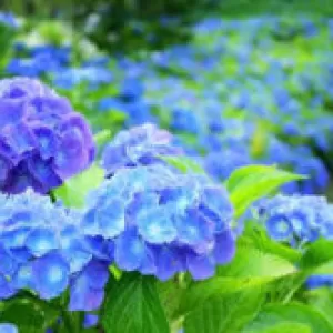 慈雨のサムネイル